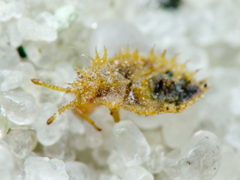 Lasiacantha capucina (Germar, 1837)